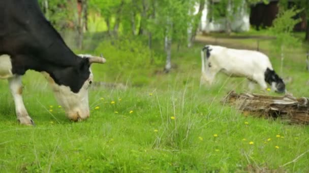 Troupeau de vaches broutant sur la prairie 