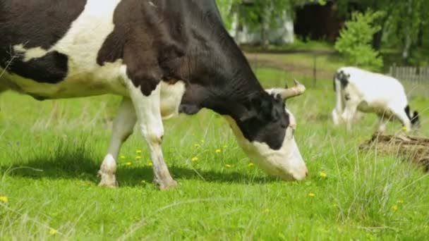Manada de vacas pastando en el prado — Vídeos de Stock