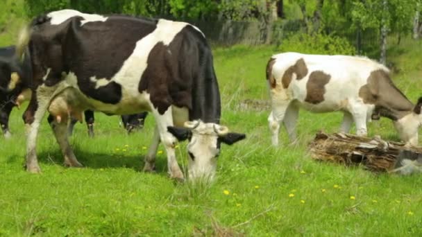 Troupeau de vaches broutant sur la prairie 