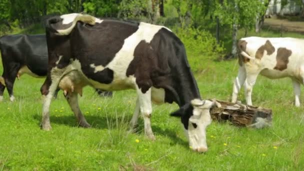 Troupeau de vaches broutant sur la prairie 