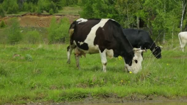 Manada de vacas pastando no prado — Vídeo de Stock