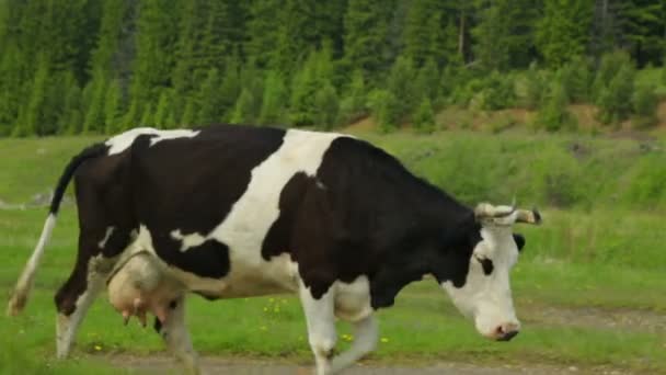 Vaca caminando en el campo — Vídeos de Stock