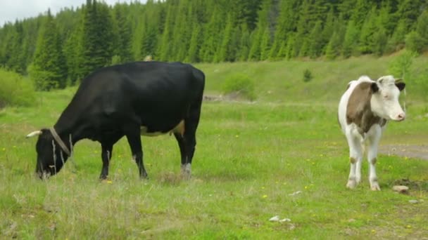 Стадо коров, пасущихся на лугу — стоковое видео
