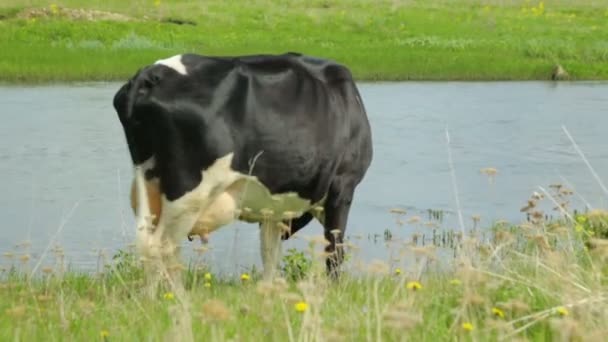 Einzelne Kuh weidet auf der Weide — Stockvideo