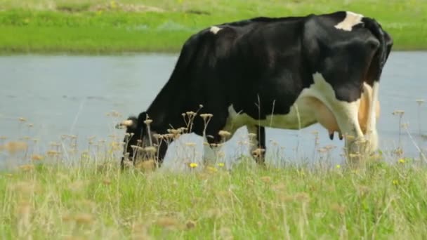 Egyetlen tehén legeltetése a réten — Stock videók