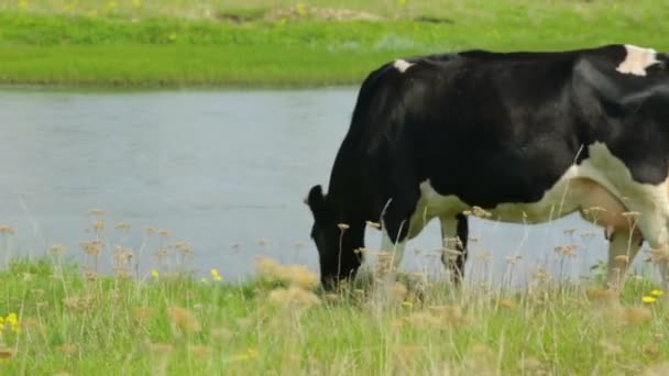 一头奶牛在草地上吃草 — 图库视频影像