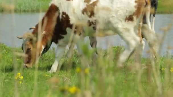 Корова с телкой, пасущейся на лугу — стоковое видео