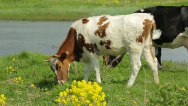 Krowa z jałówką wypasaną na łące — Wideo stockowe