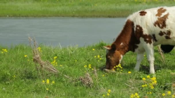 Kuh mit Färse weidet auf Weide — Stockvideo