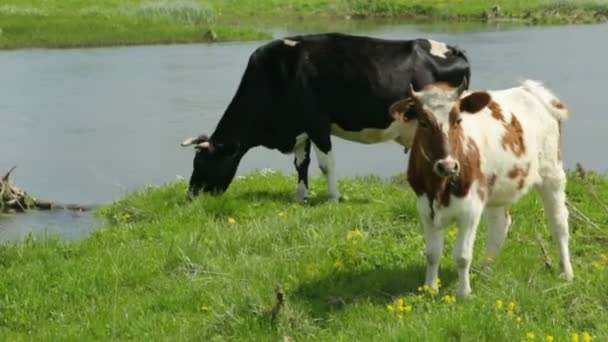 Vaca com novilha pastando no prado — Vídeo de Stock