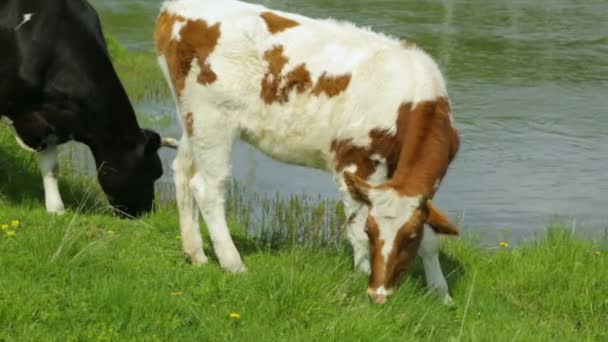 Vaca con novilla pastando en el prado — Vídeos de Stock