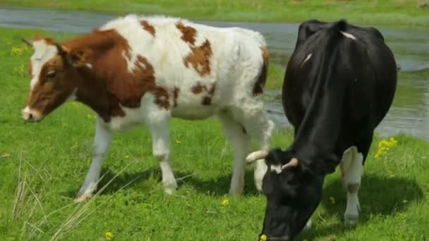 Vache au pâturage de génisses sur prairie 