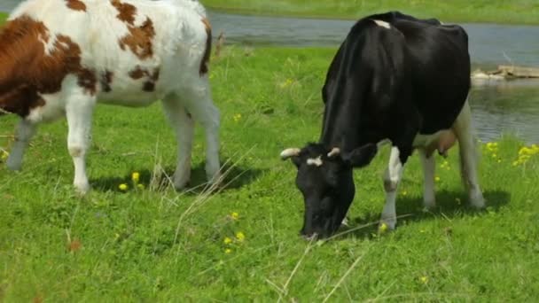 Vache au pâturage de génisses sur prairie 
