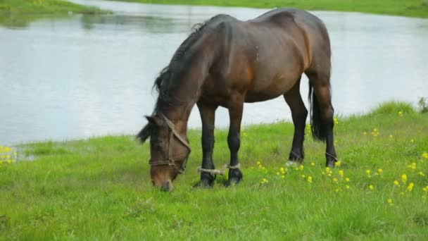 川の近くの牧草地で馬の放牧 — ストック動画