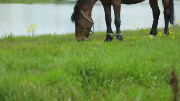 Caballo pastando en prado cerca del río — Vídeos de Stock