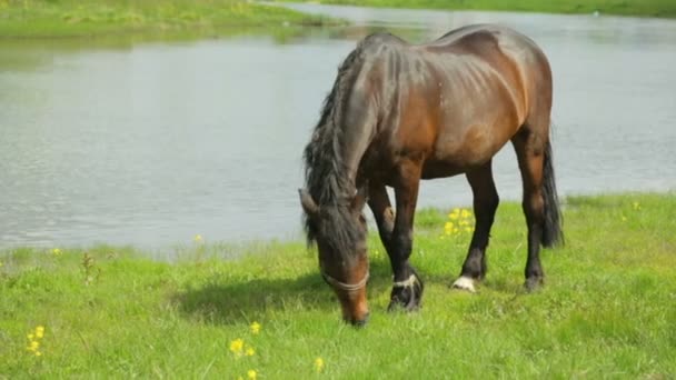 Paard grazen op weide in de buurt van rivier — Stockvideo