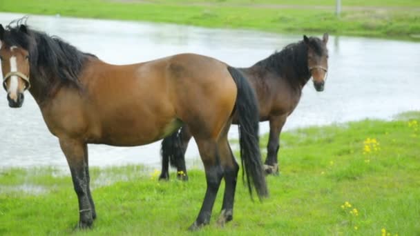 Cavalos pastando no prado perto do rio — Vídeo de Stock