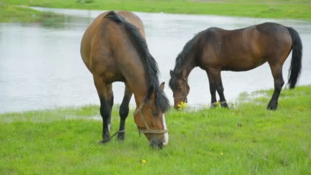 Chevaux broutant sur prairie près de la rivière 