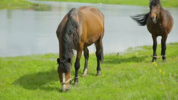 Pferde grasen auf Weide in Flussnähe — Stockvideo