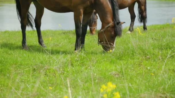 Chevaux broutant sur prairie près de la rivière — Video