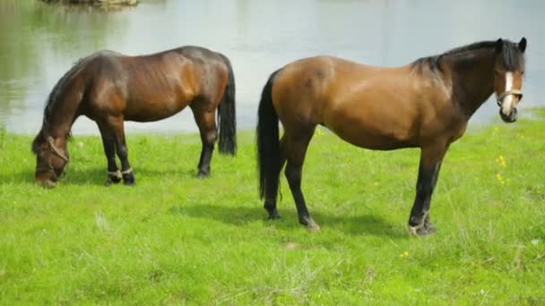 Horses grazing on meadow near river — Stock Video