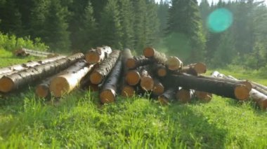 Tüm ahşap kütükler yeşil çimlerde