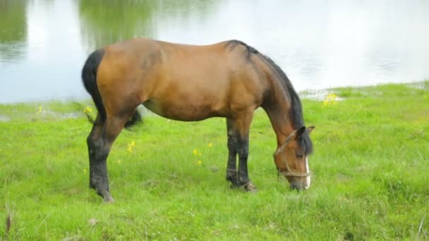 Pâturage à cheval sur prairie près de la rivière — Video