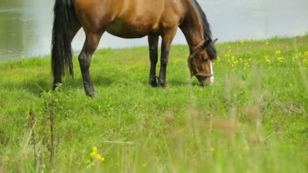 Pâturage à cheval sur prairie près de la rivière — Video