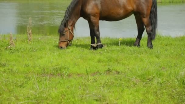 Άλογο βόσκησης στο λιβάδι κοντά στο ποτάμι — Αρχείο Βίντεο
