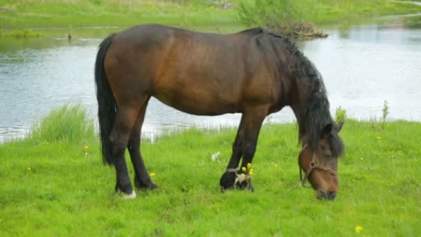 Paard grazen op weide in de buurt van rivier — Stockvideo
