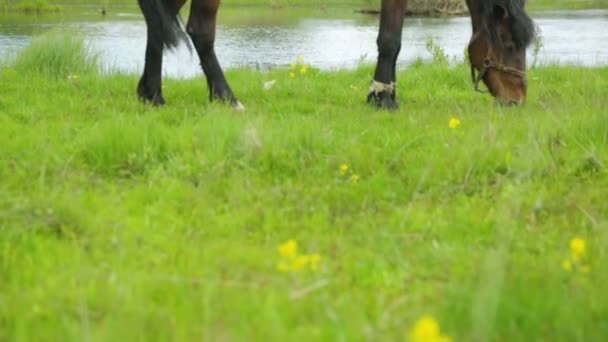 Caballo pastando en prado cerca del río — Vídeos de Stock