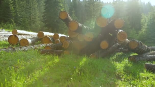 Whole timber logs on green grass — Stock Video