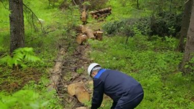 Ormanda çalışan testereli bir adam.