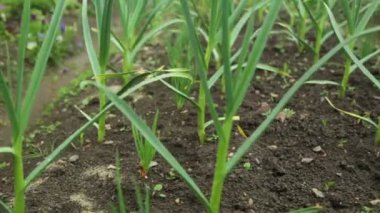 Sarımsak ve soğan bahçede yetişiyor.