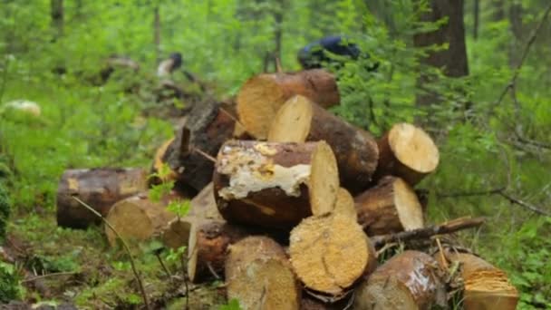 Man med motorsåg arbetar i skogen — Stockvideo