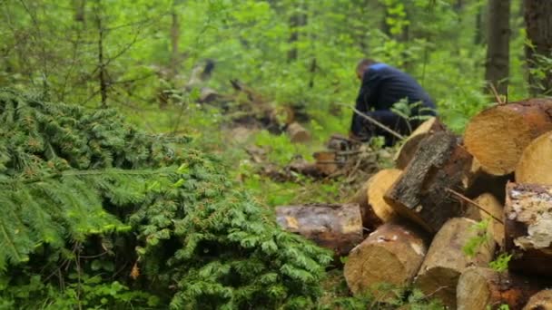 Ormanda çalışan testereli bir adam. — Stok video