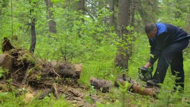 Láncfűrésszel dolgozó férfi az erdőben — Stock videók