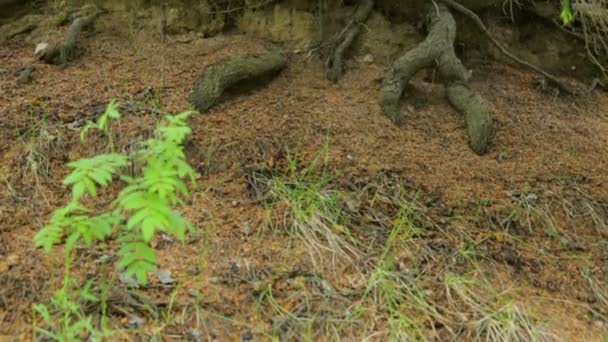 Grenswortels van dennenbomen — Stockvideo