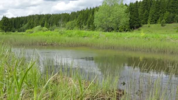 Río y bosque paisaje de verano — Vídeos de Stock