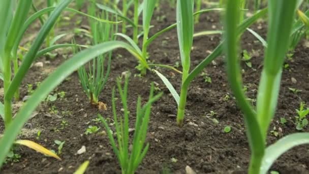 Καλλιέργεια σκόρδου και κρεμμυδιού στον κήπο — Αρχείο Βίντεο