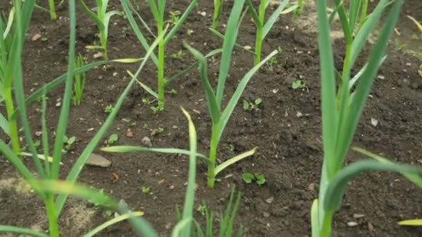 Ajo y cebolla creciendo en el jardín — Vídeos de Stock
