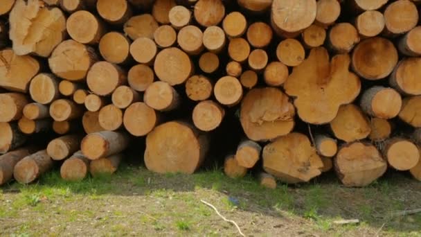 Trabalhador com tablet PC andando ao longo de grande pilha de logs — Vídeo de Stock