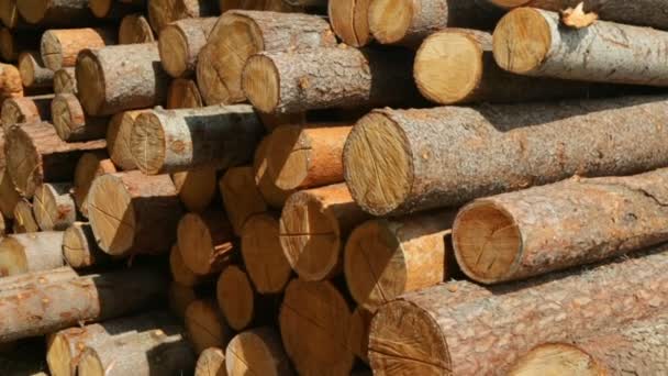 Troncos enteros de madera en el suelo — Vídeo de stock