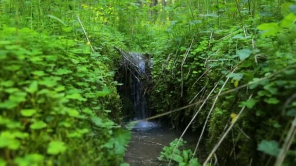 Forest brook in summer — Stock Video