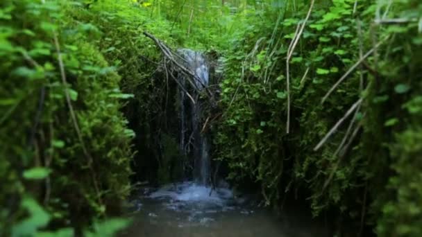 Лесной ручей летом — стоковое видео