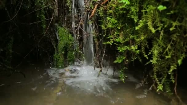 Лесной ручей летом — стоковое видео