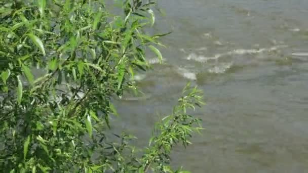 강가의 윌로우 — 비디오