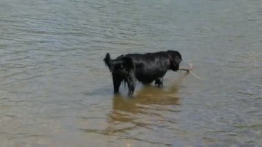 Yaz günü nehirde bir köpek