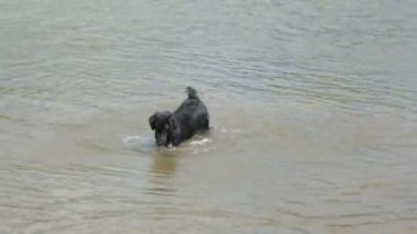 Yaz günü nehirde bir köpek