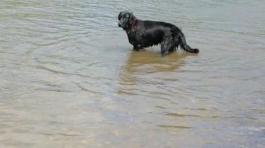 Yaz günü nehirde bir köpek